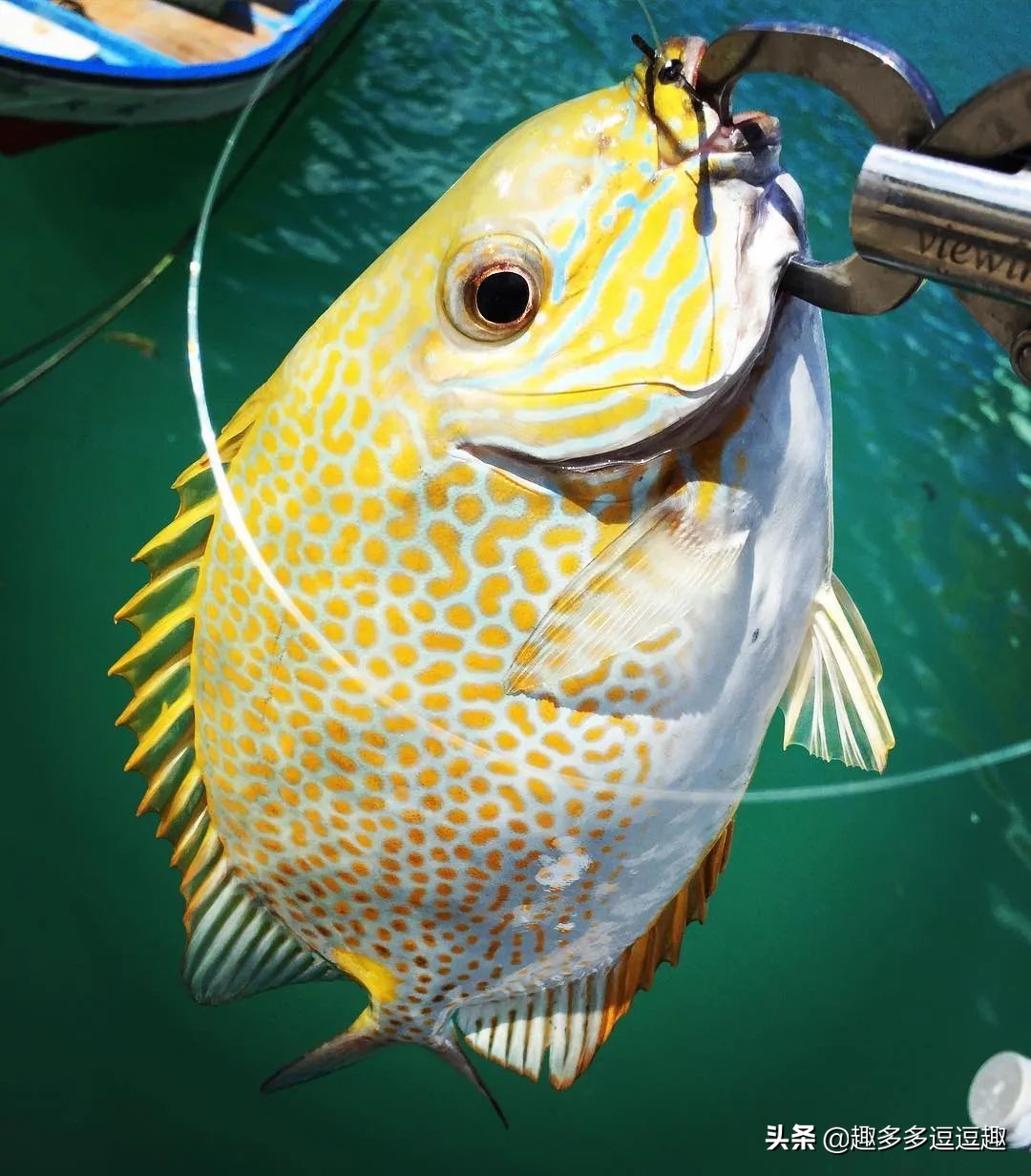 日本发现怪鱼,日本渔民岸边发现什么怪鱼了