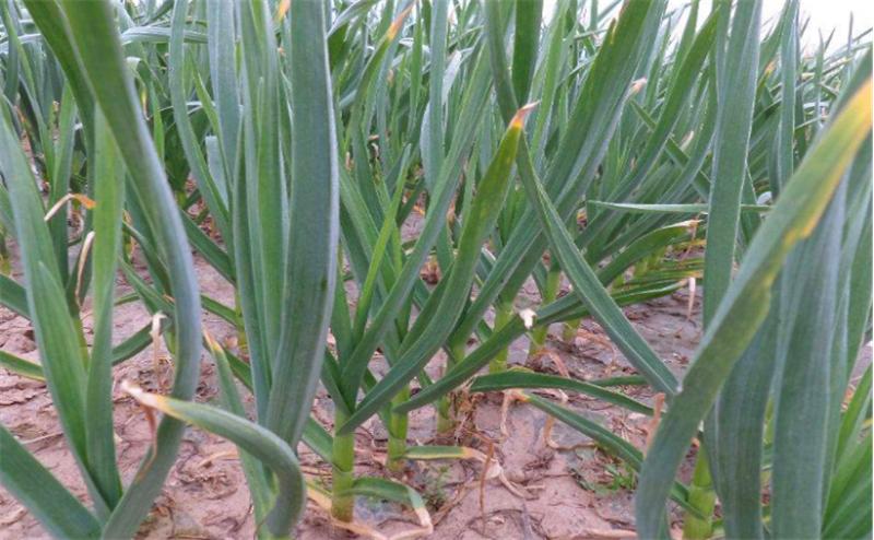 大蒜从种植到采收蒜苗要多久,种大蒜时需要做哪些准备工作