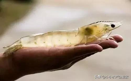 对虾黄肝是什么原因引起的,对虾白便可以治好吗