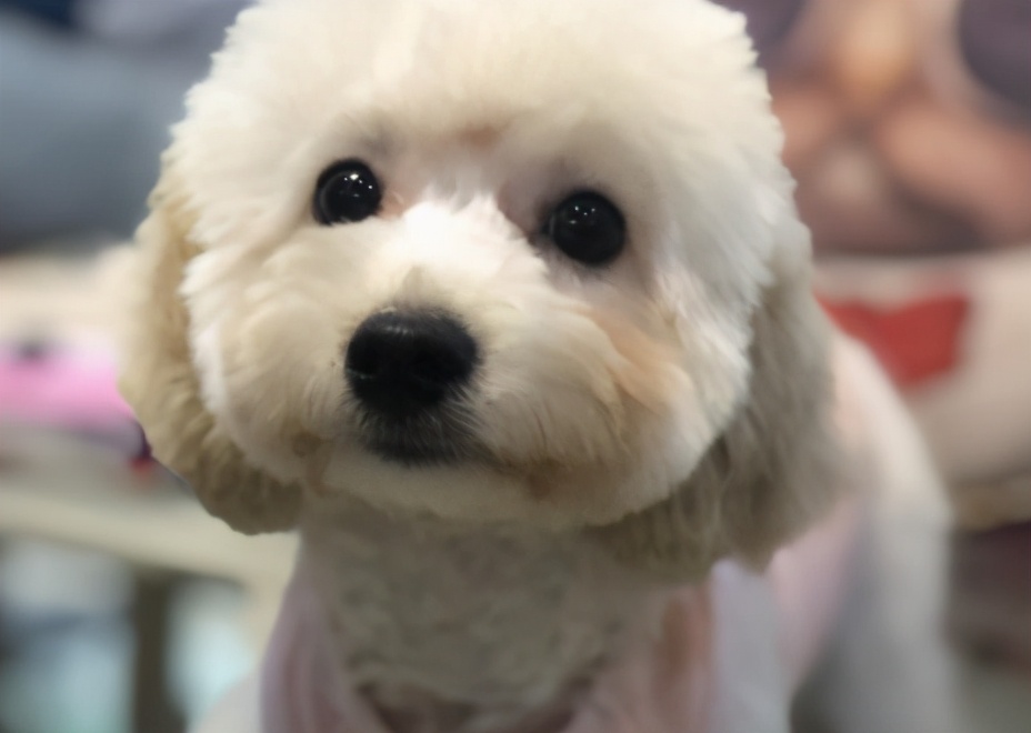 棕色泰迪配什么色泰迪比较好看,泰迪颜色好看排名