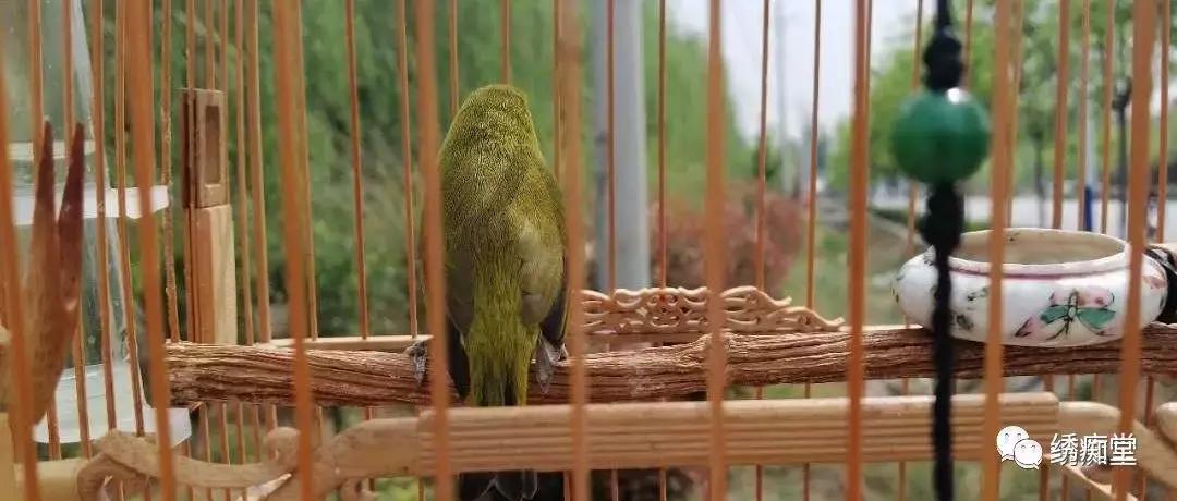 盘绣眼视频,盘绣眼最佳方法