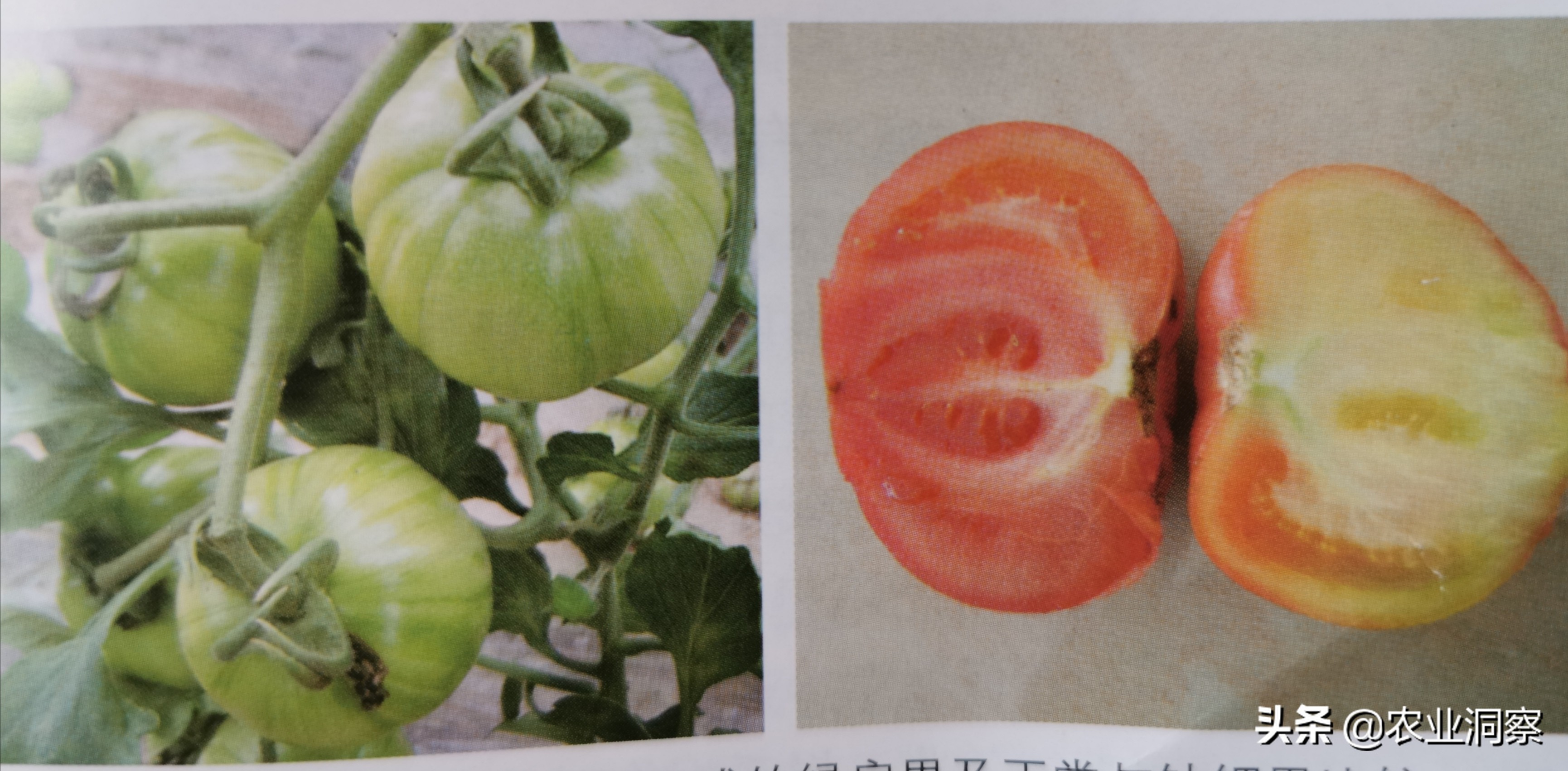 番茄生理性缺钙怎么处理,缺镁对番茄的影响