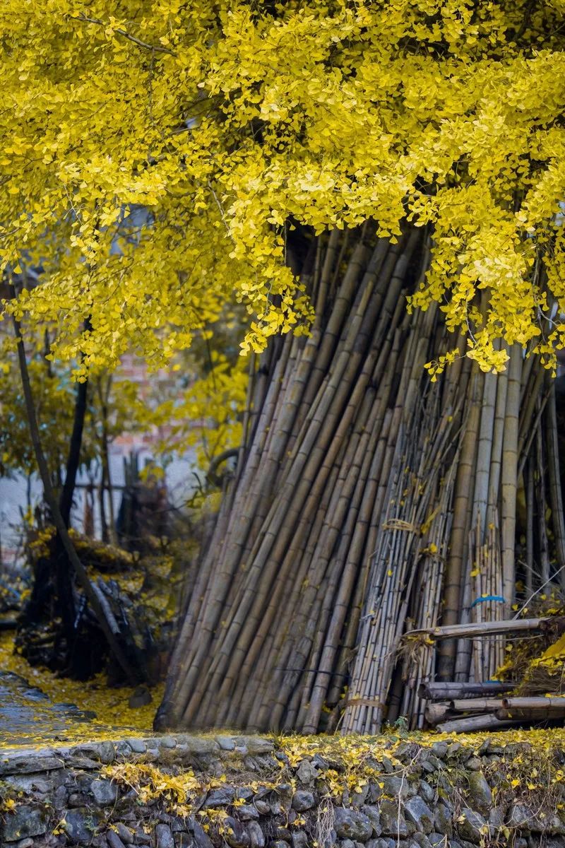 黄了！山东爆火的“银杏林”，千余亩的曼妙绝伦，只等你来！