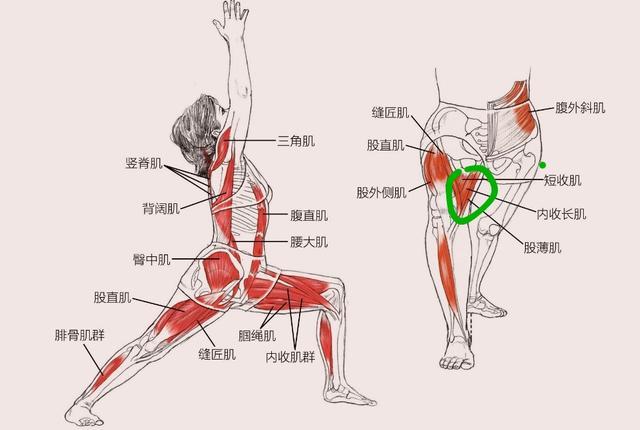 内收肌的多种练法,内收肌正确练法