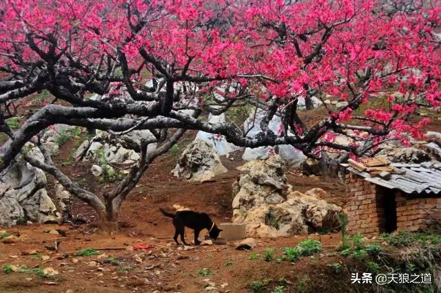 行摄美景东湖樱花园,行摄春天