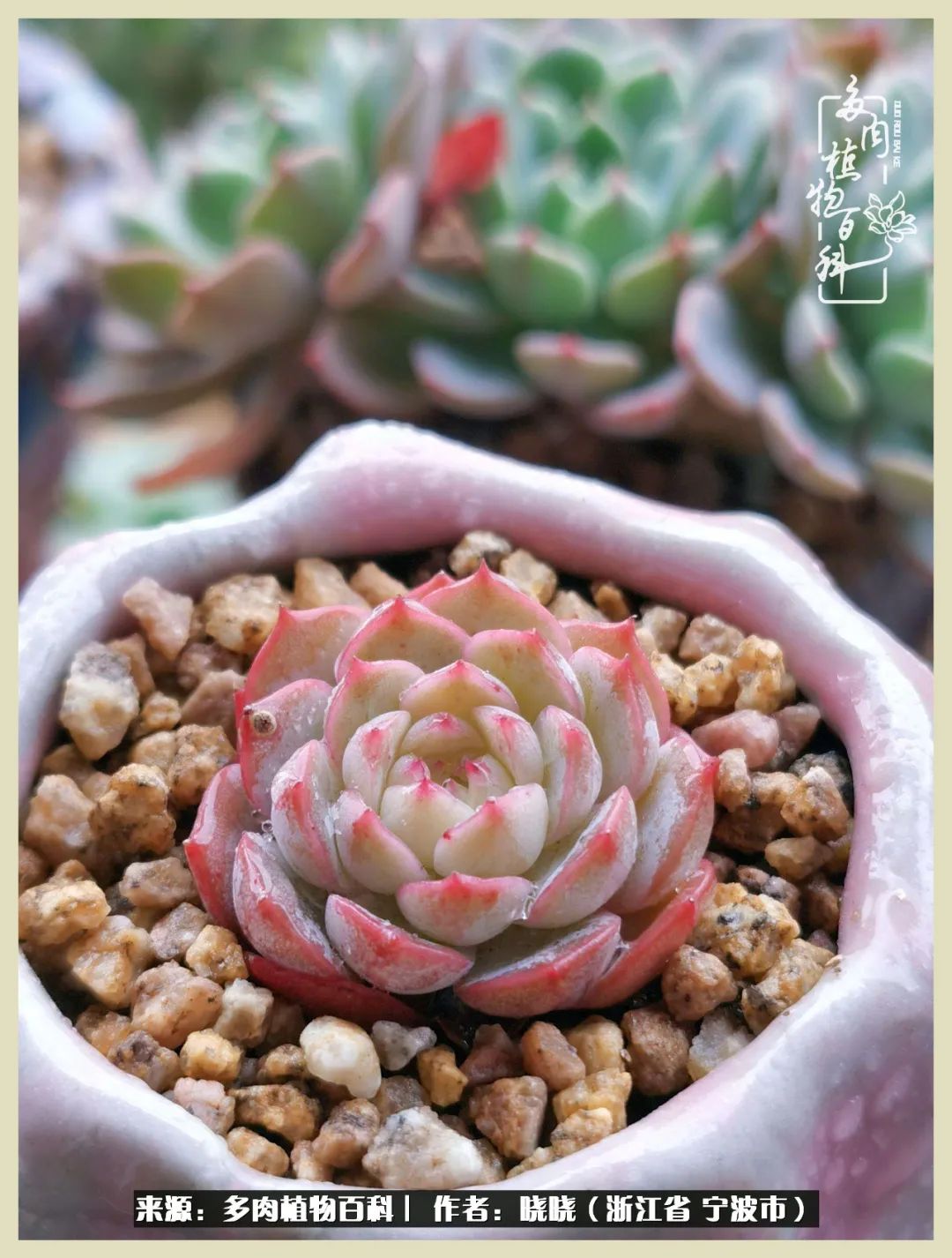 对多肉的热爱深入骨髓,当激情退却希望你依然保持热爱