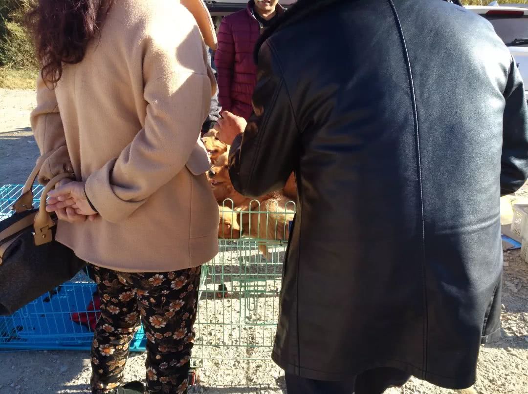 出售幼犬金毛便宜200元一只,狗贩子400块钱能买到什么金毛