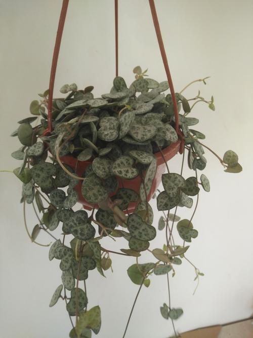 垂吊型的多肉有哪些,养在室内垂吊植物