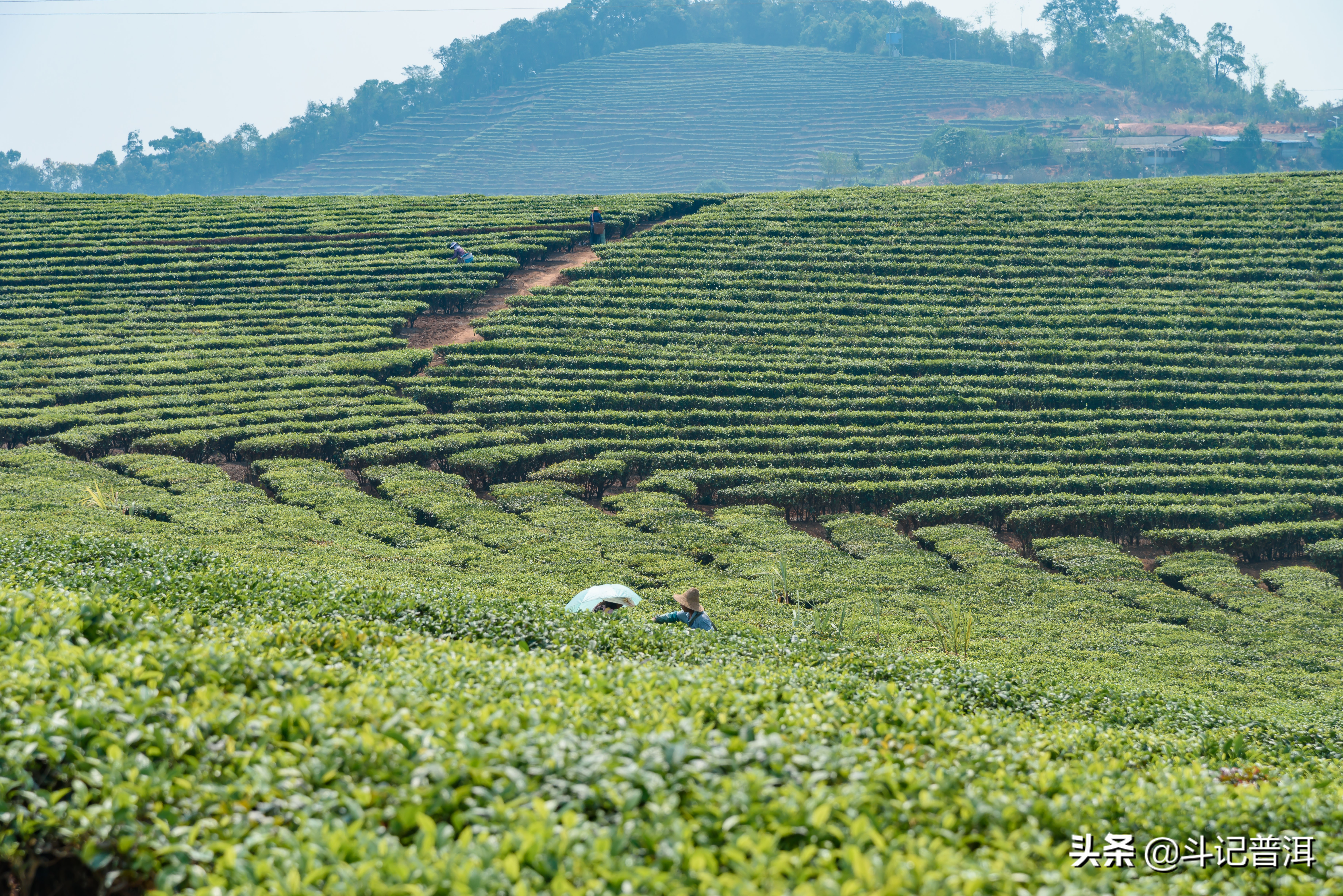 中国茶叶在世界上是什么水平,中国茶叶在世界上的地位