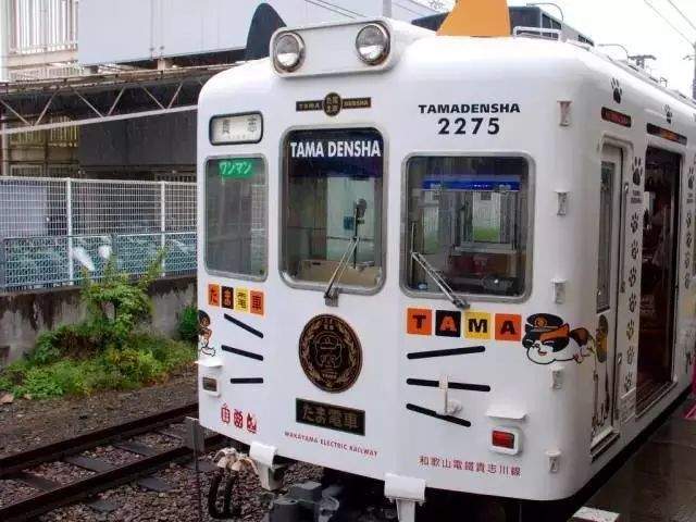 日本猫岛撸猫必备短片,日本东京免费撸猫的地方