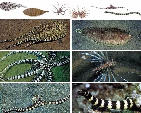 章鱼是不是地球上最聪明的生物 (科学探索章鱼的高智商来自哪里)