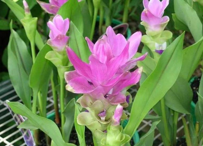 姜荷花春天要怎么养,姜荷花怎么养才好看