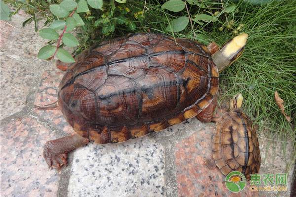 2023年金钱龟苗多少钱,金钱龟养殖技术近期行情