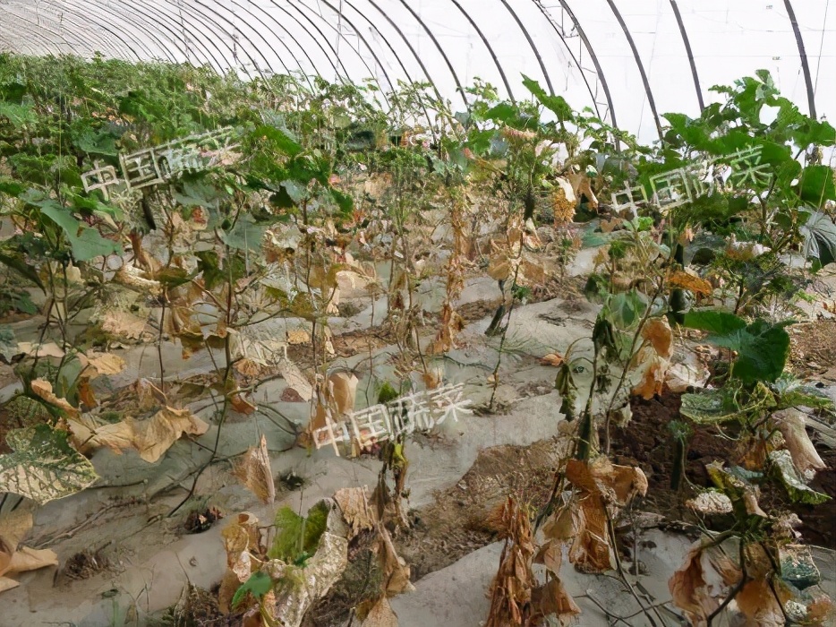 蚯蚓到底是益虫还是害虫,蚯蚓是益虫吗