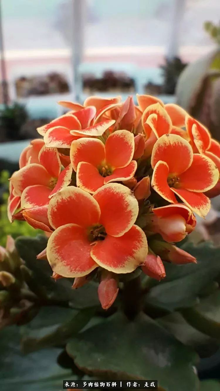 偶遇多肉的感言,偶遇山中多肉