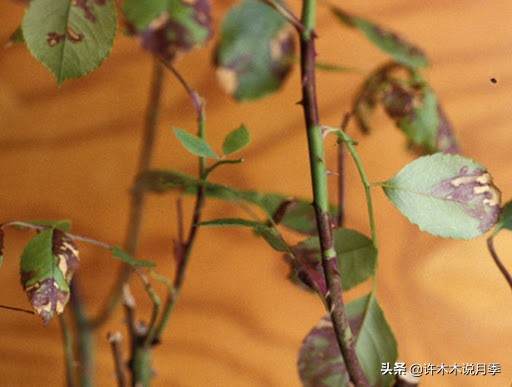 月季病害通用药,月季病害的必备药物