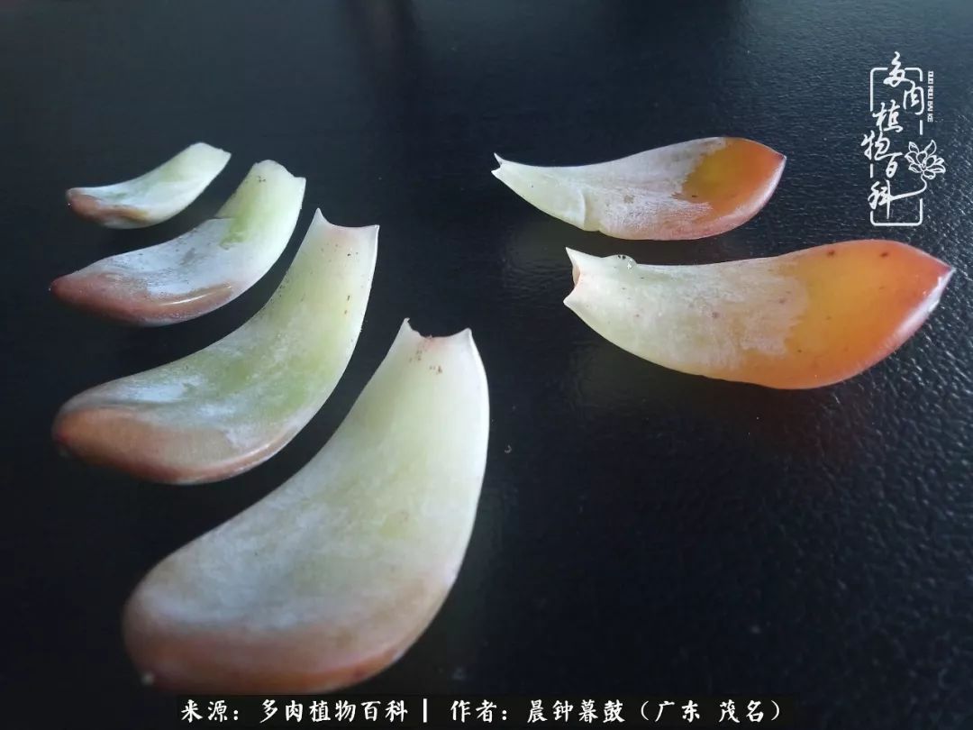 轻轻地告诉你，我的多肉也曾美过，不信你看看