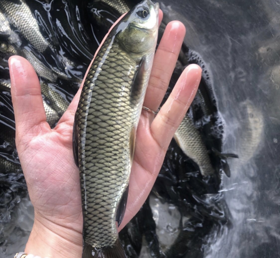 鱼苗成活率最高的方法,育鱼苗成活率低的原因