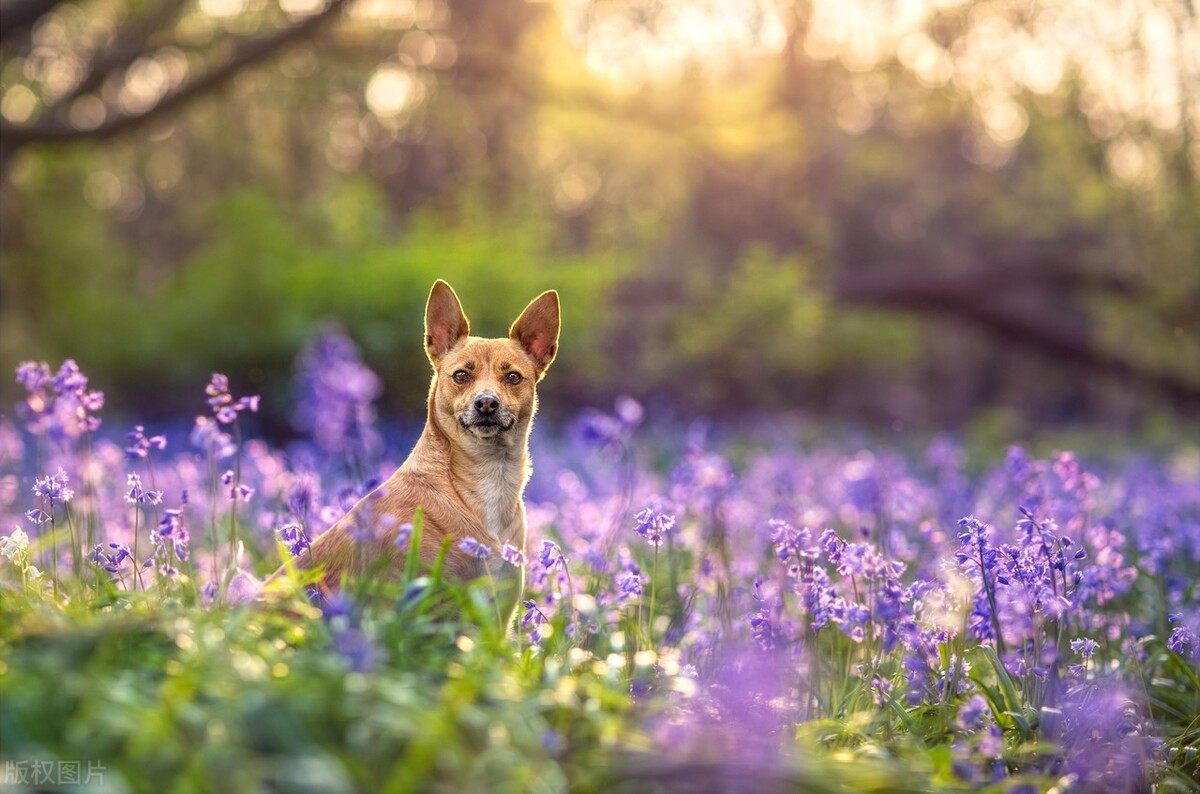狗狗呕吐物的信息，你了解多少？