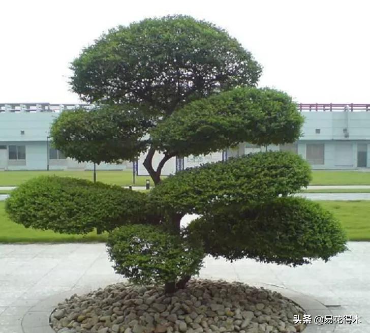 盆景制作与赏析观花,盆景对节白蜡怎么造型