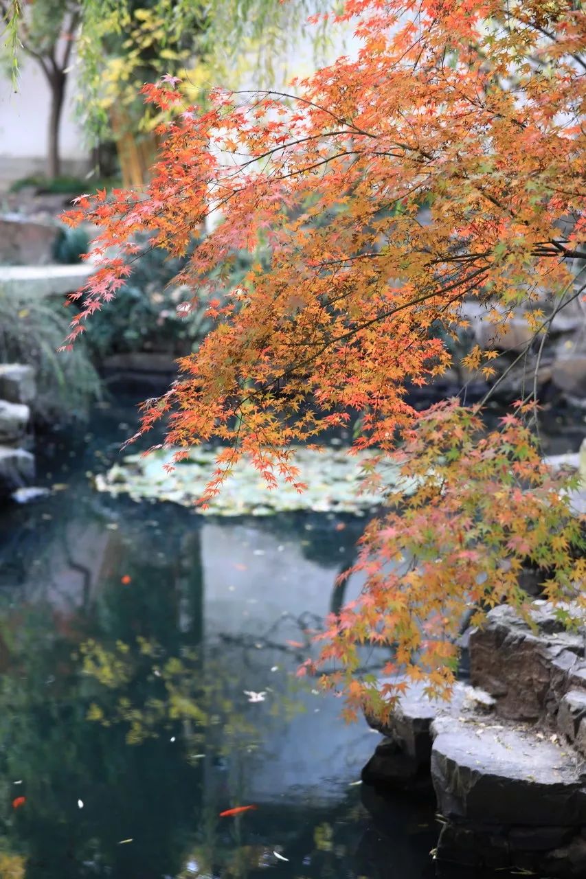 一入秋苏州成姑苏,秋色一入秋苏州就成了姑苏