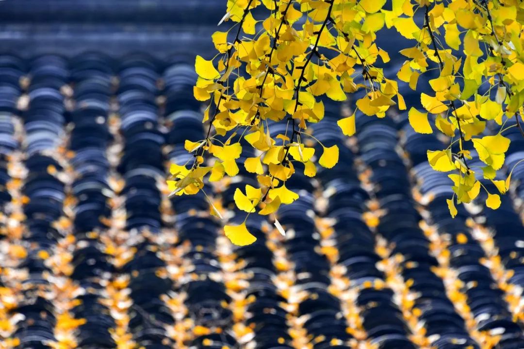 易感冒上火的原因,易上火易感冒吃什么药