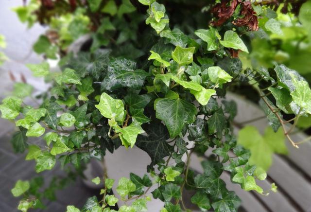 常青藤如何养殖视频,怎样使常青藤长爆盆