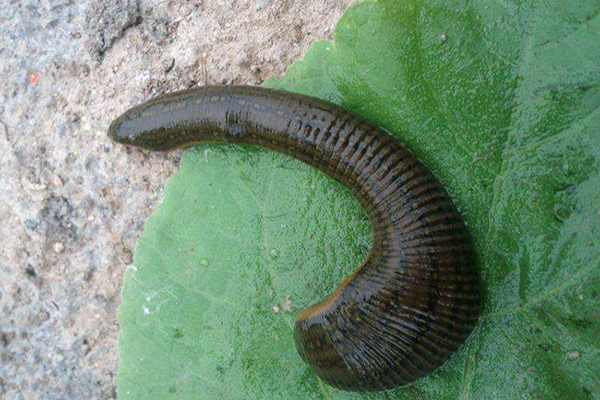 水蛭不小心放到酒精里面就怎么样,水蛭不小心吃进肚