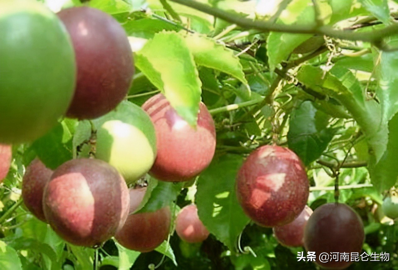 百香果茎基腐烂防治方法,百香果烂根黄叶是什么原因