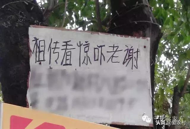 孕妇摘果子来年不结果的科学依据,孕妇上树摘果子