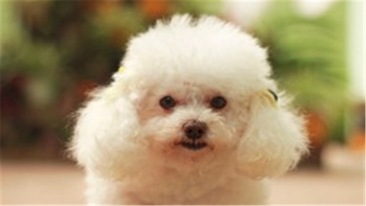 贵宾犬智商相当于人的几岁,贵宾犬智商高吗