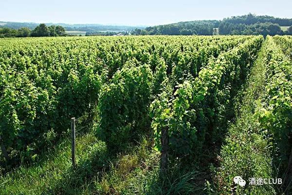 法国一级酒庄红酒价格查询表,法国原装酒庄干红进货价格