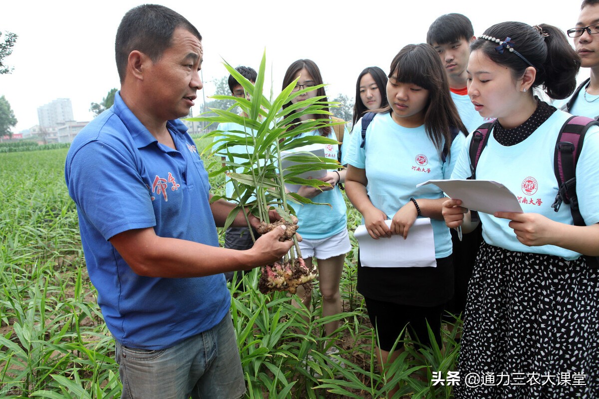 大姜种植技术和管理要点,大姜的种植和管理技术资料