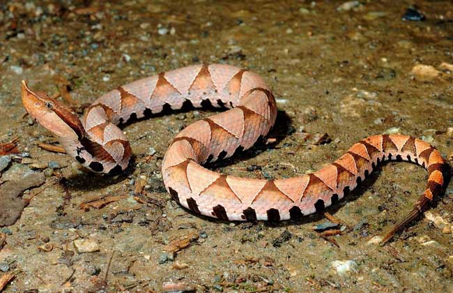 抗洪战士被毒蛇咬了,被剧毒蛇咬伤医生救援