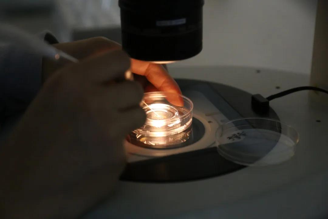 试管婴儿胚胎移植一次成功的几率,试管婴儿移植失败胚胎去哪里了