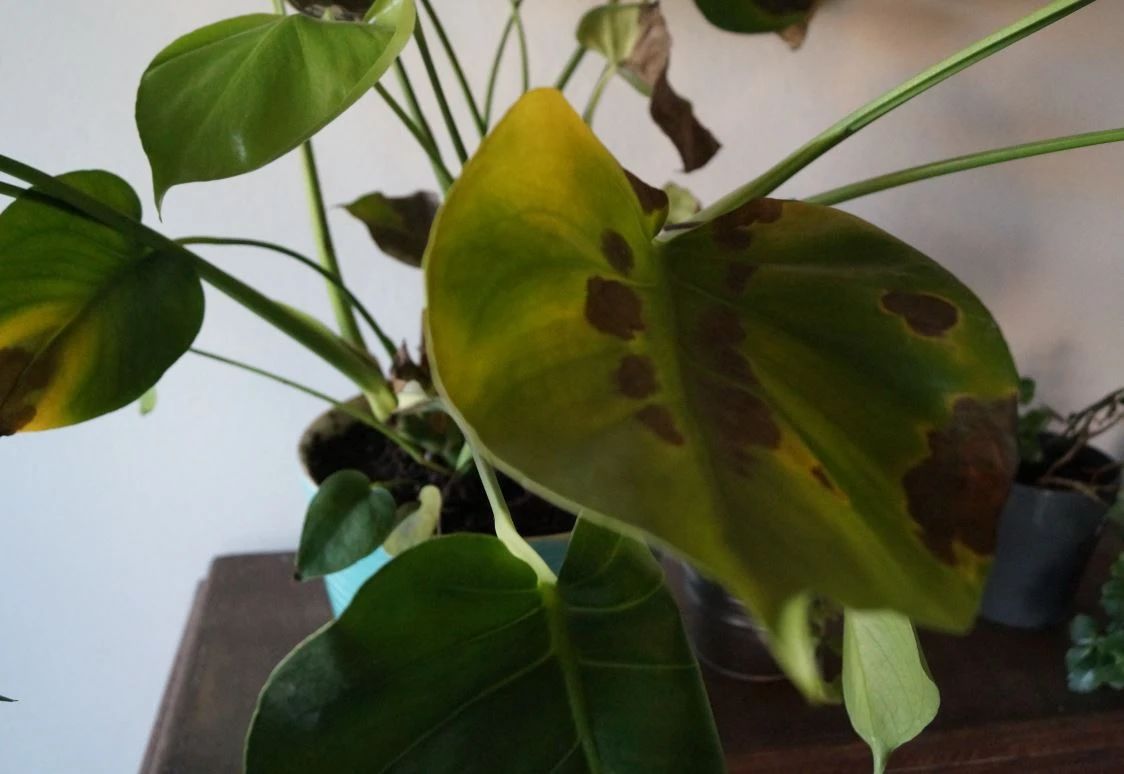 水培龟背竹黄叶后怎么处理干净,龟背竹黄叶怎么补救最佳方法