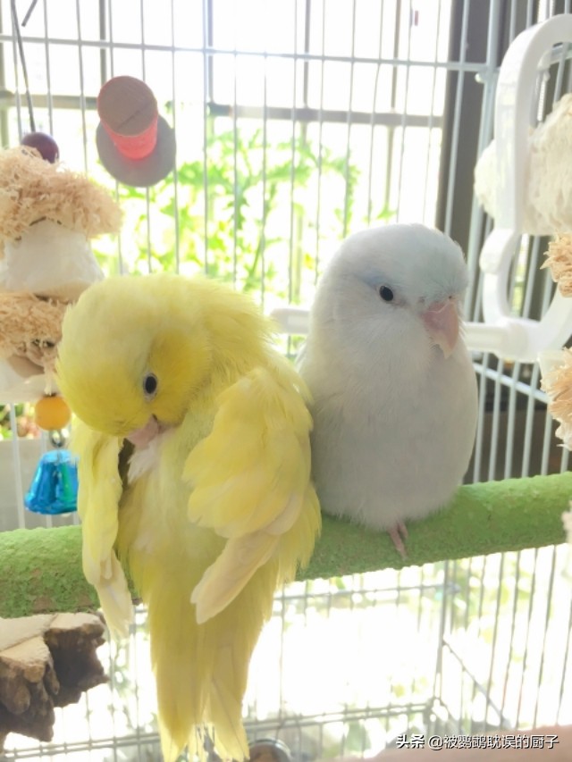 鹦鹉新手入门必备知识大全,新手入门鹦鹉要注意哪几点