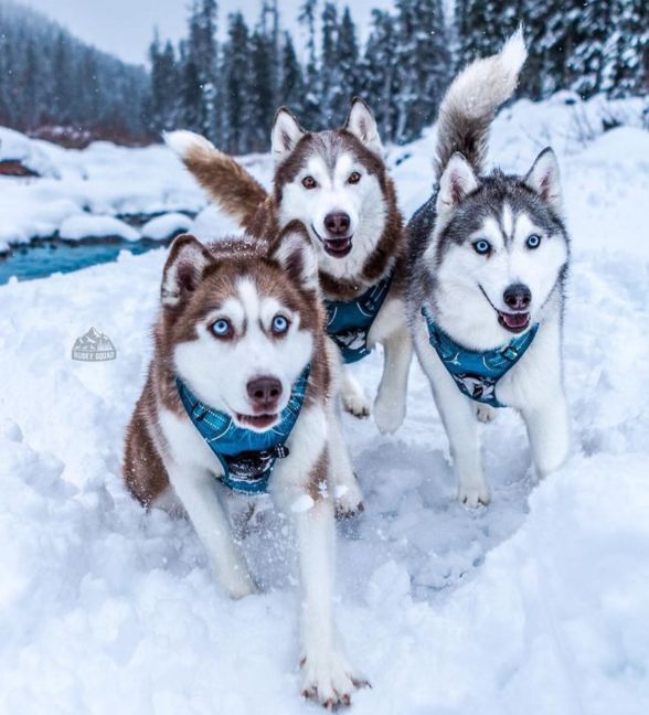 俄罗斯名犬中亚牧羊犬,俄罗斯西伯利亚雪橇犬