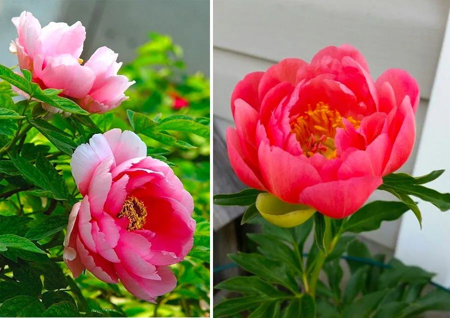 花儿朵朵黑白画四年级儿童画,儿童创意画春天花儿开