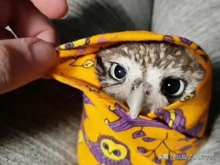 熊猫称完体重后自闭,当熊猫称完体重自闭