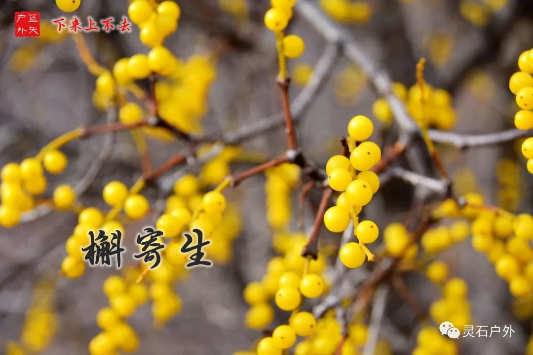 灵石登山运动,灵石登山步道