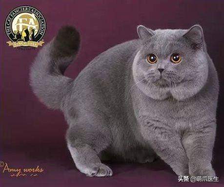 go猫粮吃了会黑下巴吗,go猫粮吃了拉黄水