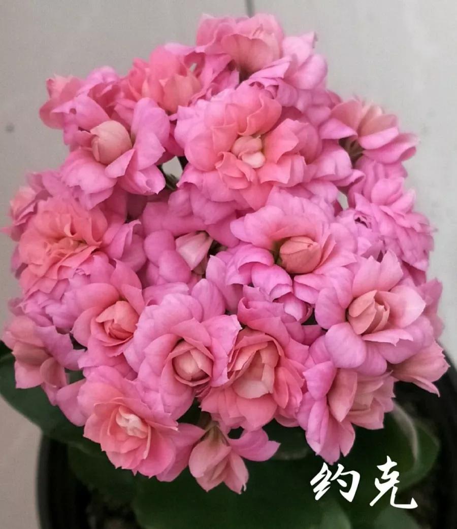 长寿花，寓意好、开花漂亮，花期长，品种多达300个