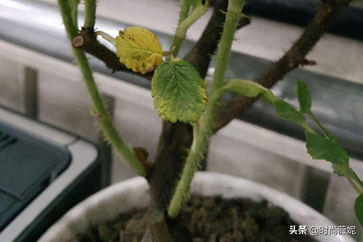 玫瑰叶子发黄是什么原因,玫瑰叶子发黄怎么回事