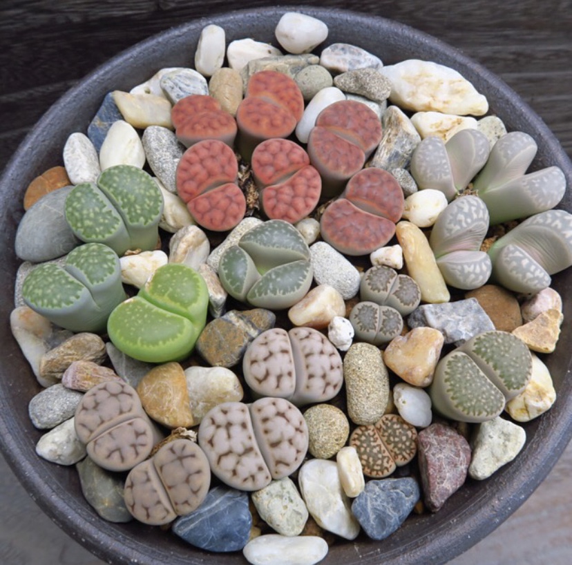 生石花怎么防止化水,生石花僵苗和休眠怎么判断