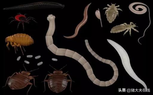 【猪场管理经验】为什么母猪哺乳期不能驱虫？