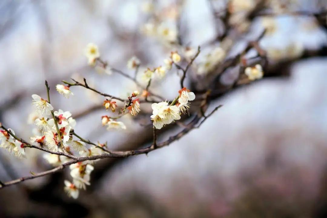 白铜梅花,紫铜梅花