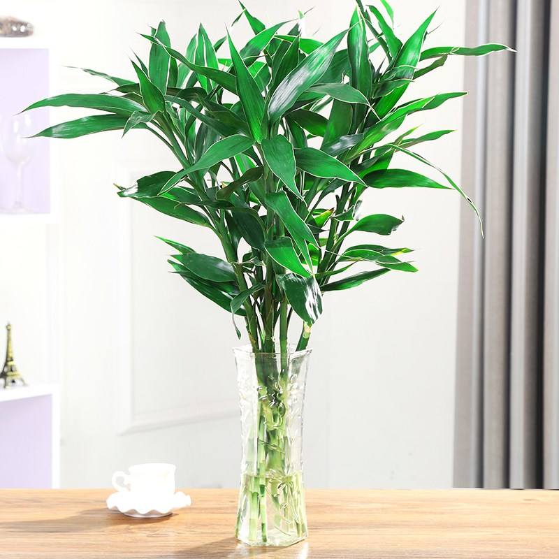 富贵竹叶怎么养才能更旺盛,富贵竹叶子发黄施什么肥