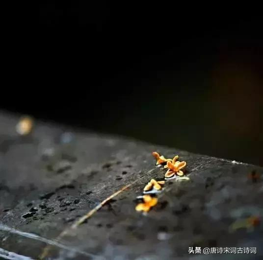 唐诗词经典唯美古文,唐诗宋词中的好词佳句赏析