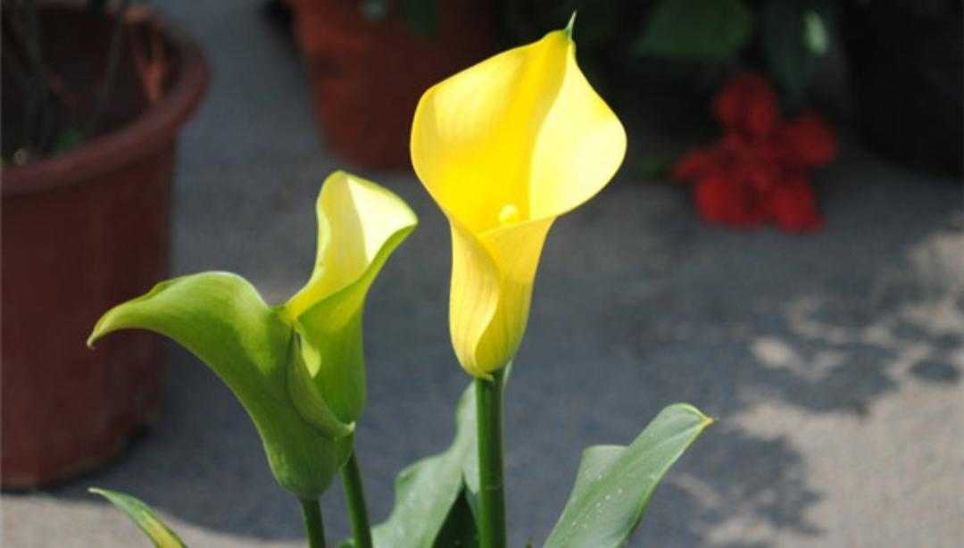 黄花马蹄莲叶子形状,红黄花马蹄莲图片